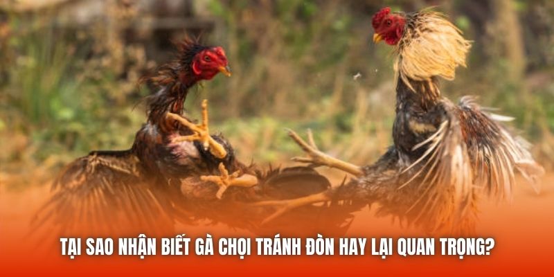Tại sao nhận biết gà chọi tránh đòn hay lại quan trọng?