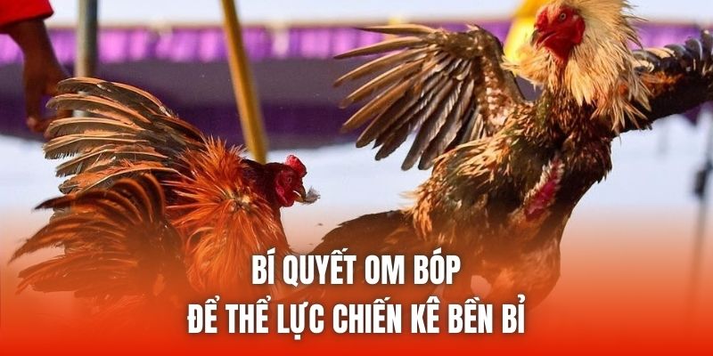 Bí quyết om bóp để thể lực chiến kê bền bỉ