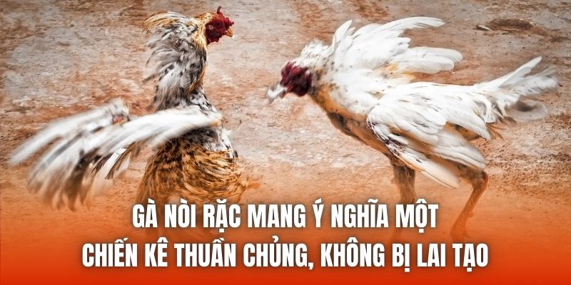 Gà nòi rặc mang ý nghĩa một chiến kê thuần chủng, không bị lai tạo
