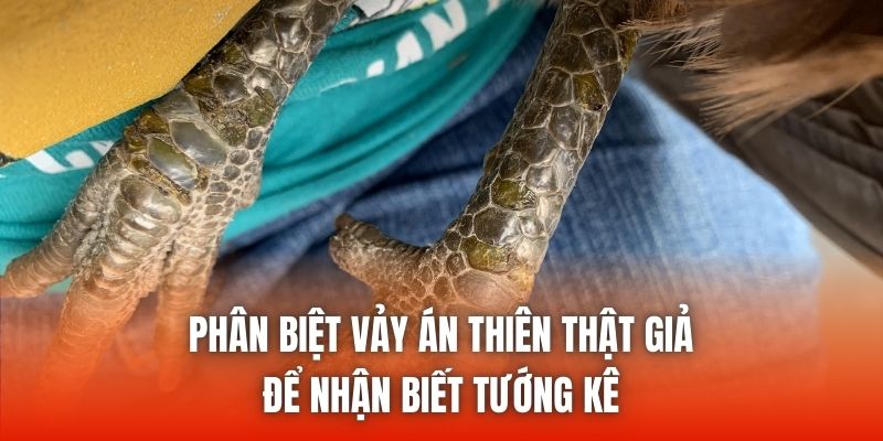 Phân Biệt Vảy Án Thiên Thật Giả Để Nhận Biết Tướng Kê